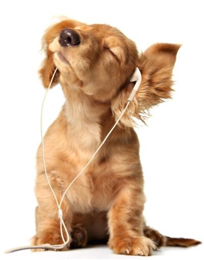 headphones dog, noise canceling, sights and sounds inc